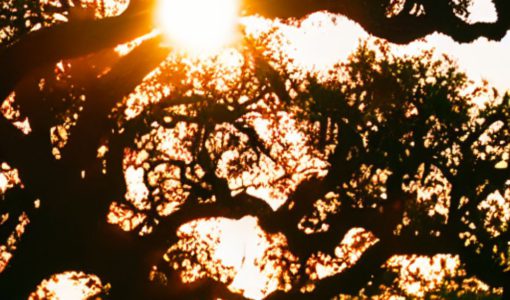 The Hottest Month in Texas
